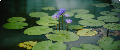 Photo de nénuphars en fleurs