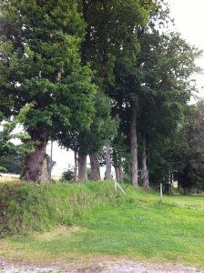 Photo d'une haie de de clos-masure