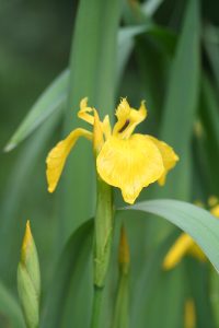 Photo d'un iris