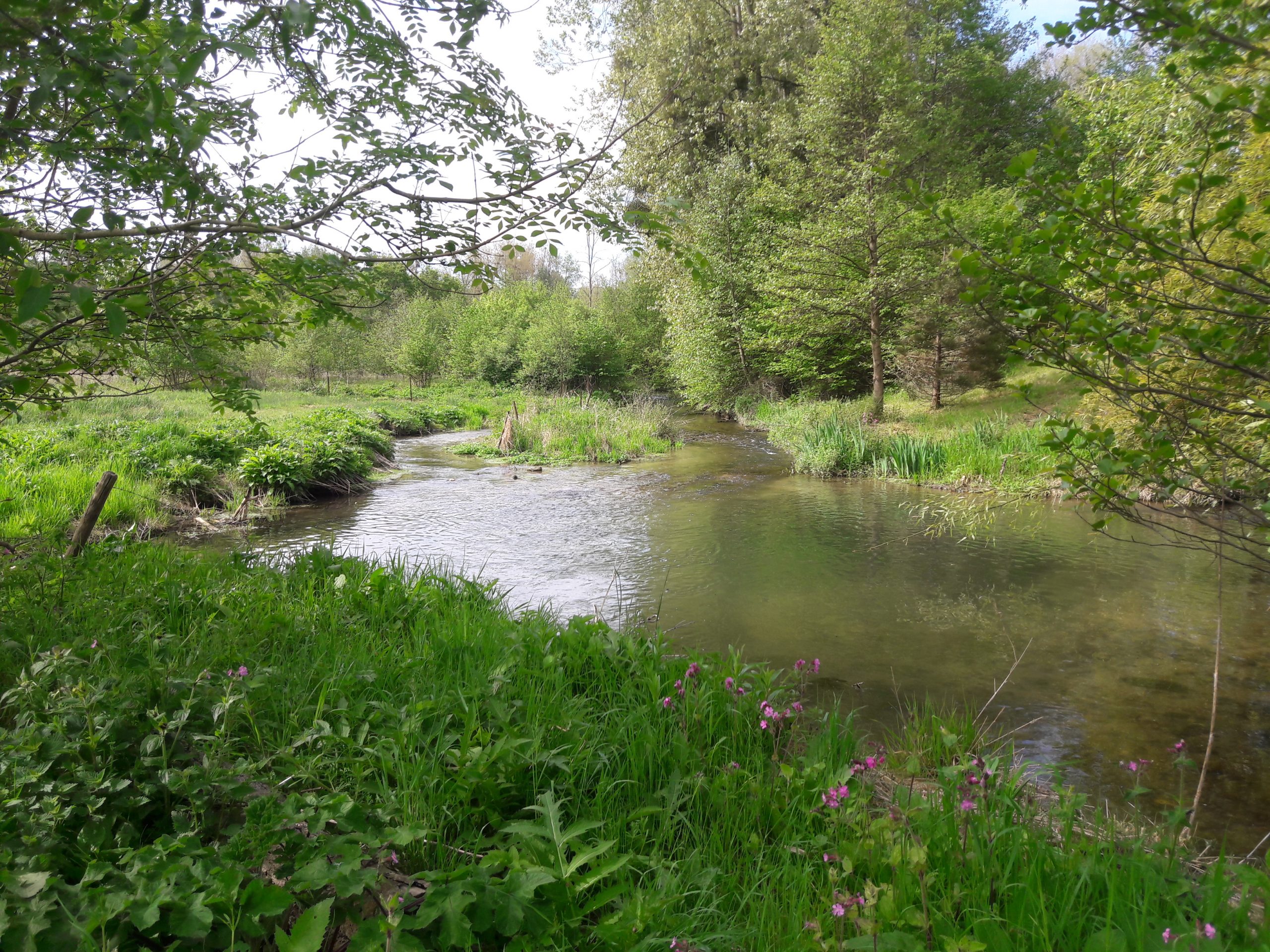 Bras de rivière dans un cadre naturel