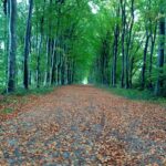 Chemin bordé d'arbres