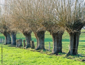 Alignement d'arbres têtards