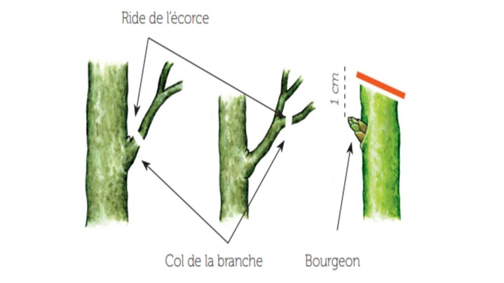 Schéma explicatif pour la taille