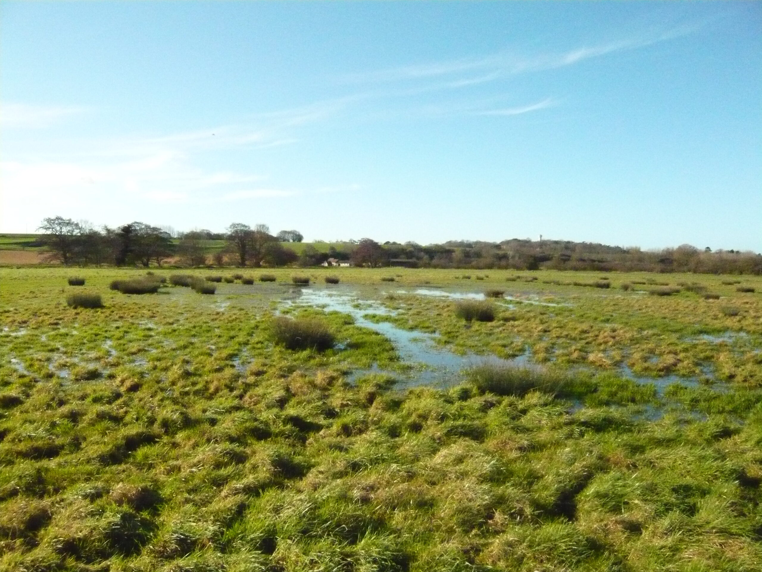 Paysage de zone humide