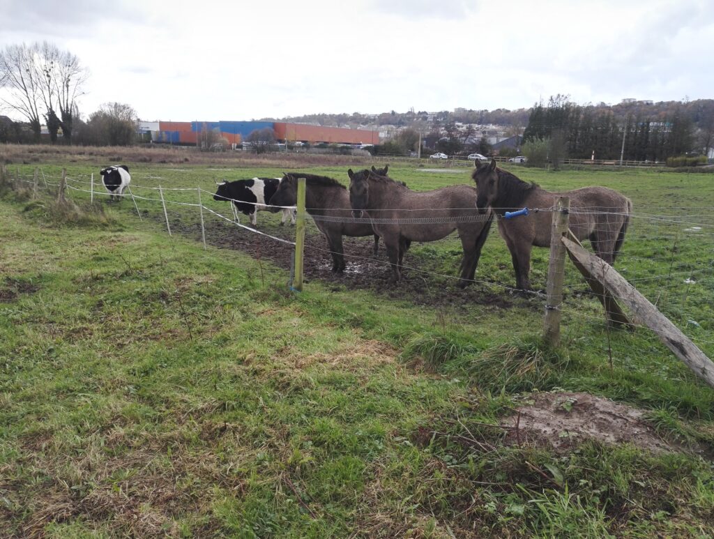 Chevaux et vaches pâturant une prairie