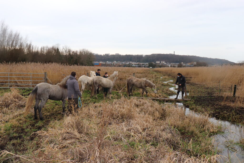 Eleveurs et leurs chevaux dans une zone marécageuse