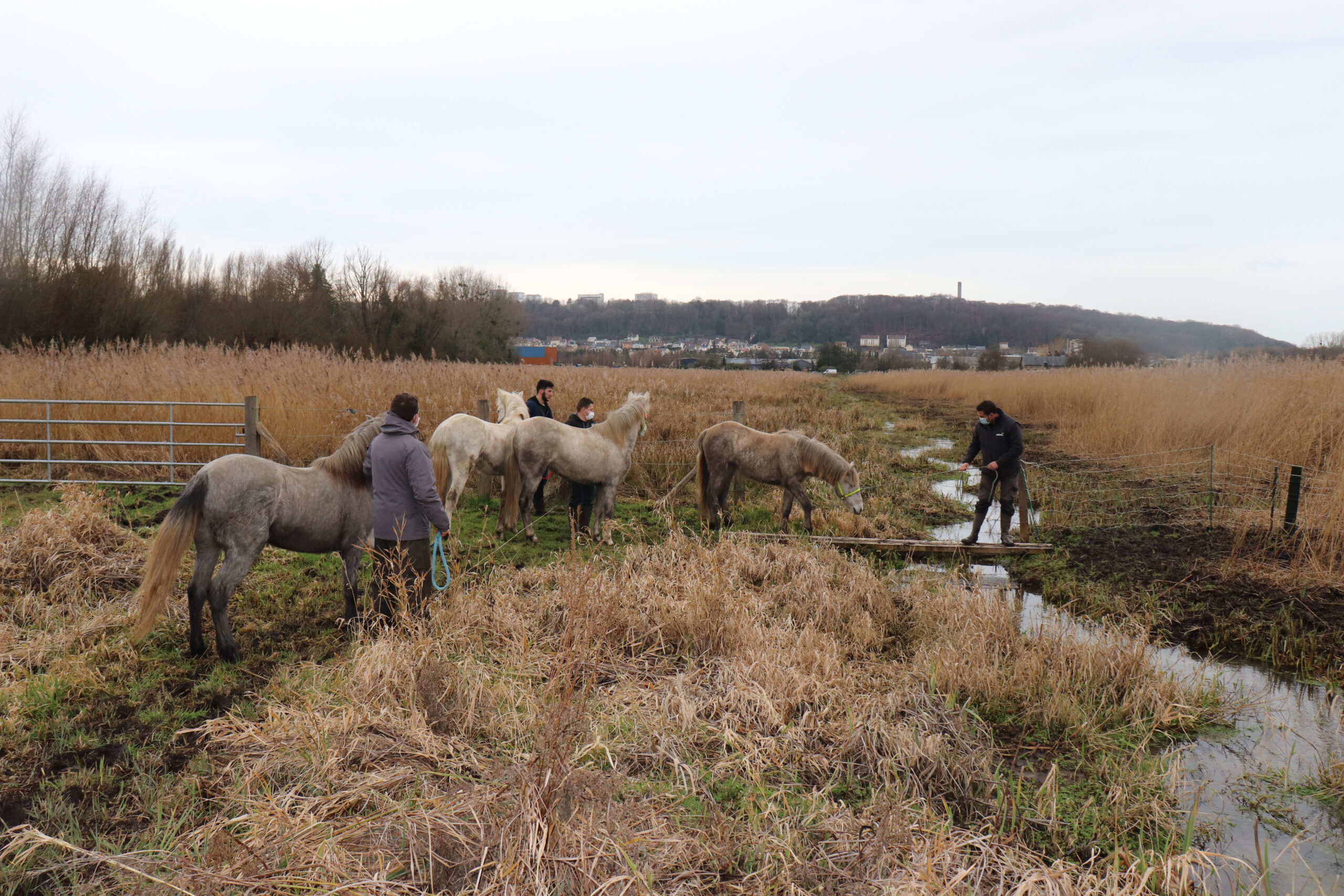 Eleveurs et leurs chevaux dans une zone marécageuse
