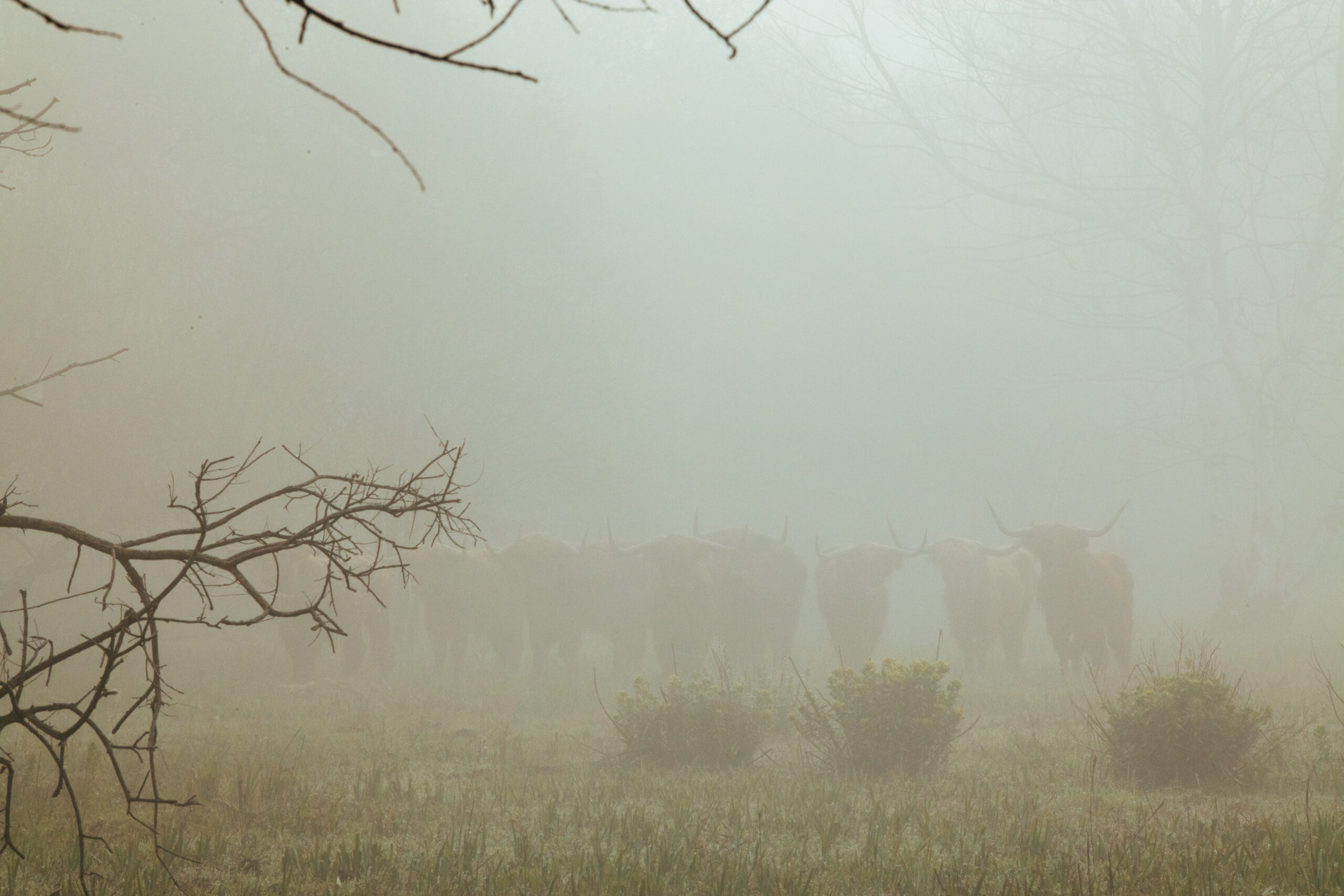 Photo dans la brume avec les silhouettes de vaches de type highland cattle pâturant une prairie lors d'une journée humide d'hiver