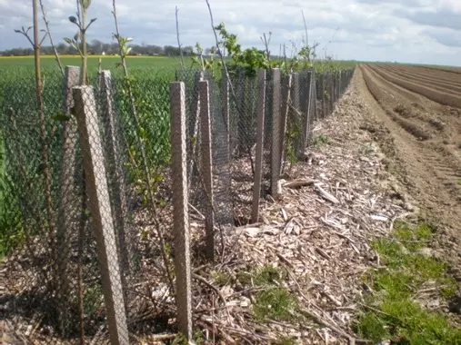 Haie plantée en bord de parcelle cultivée