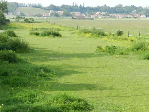 Prairie avec zones non pâturées