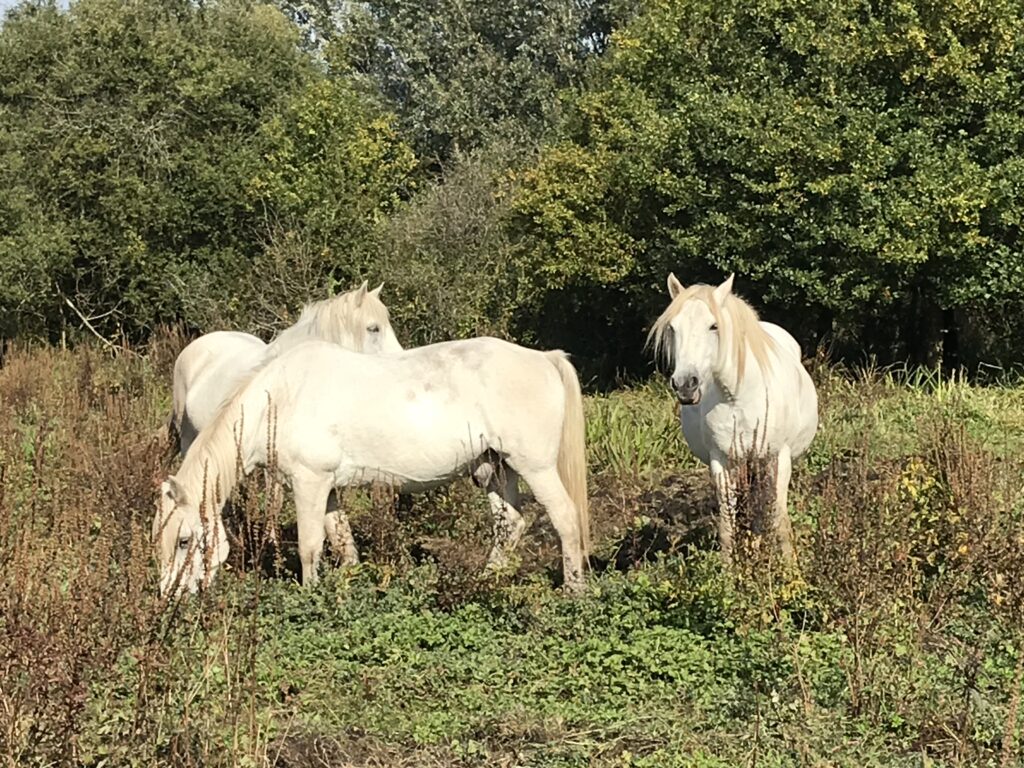 Chevaux pâturant une zone humide