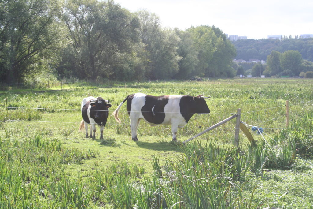 Vaches pâturant une zone humide
