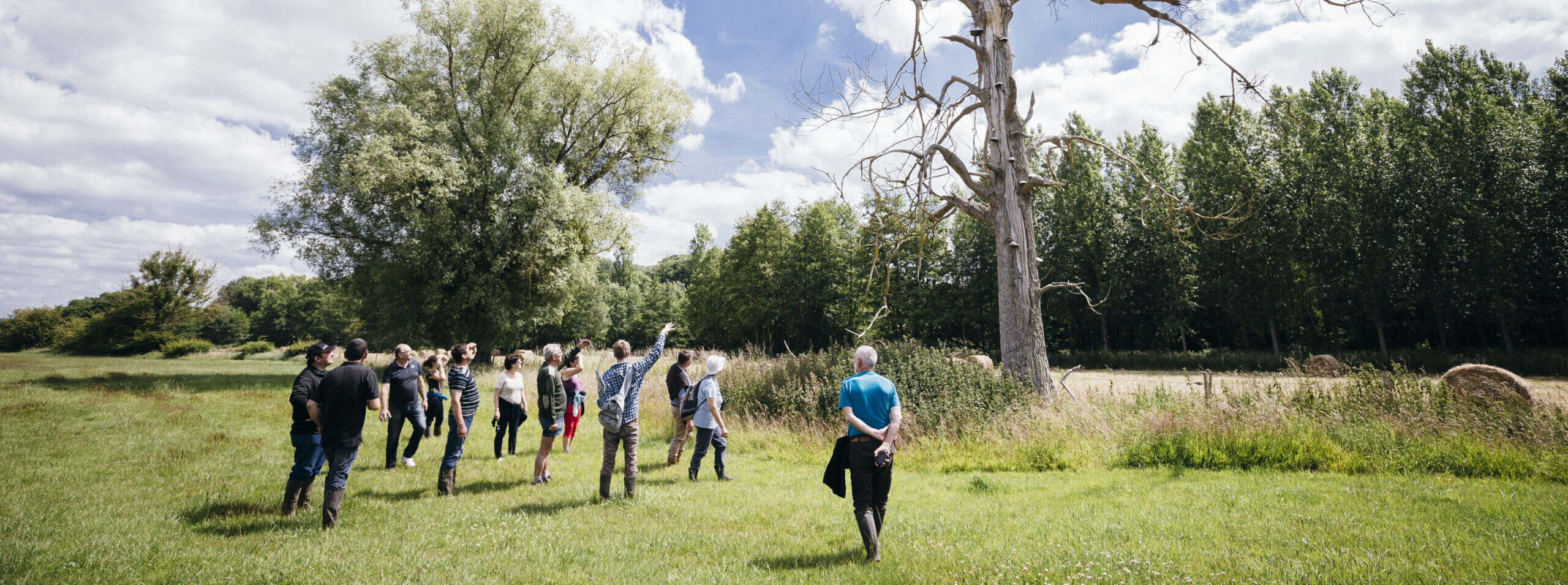 Groupe de personnes observant un arbre majestueux