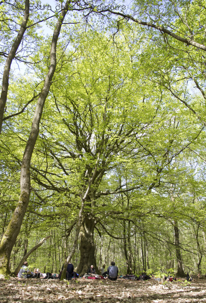 Un groupe est assis en cercle devant un arbre massif au cœur d'une forêt.