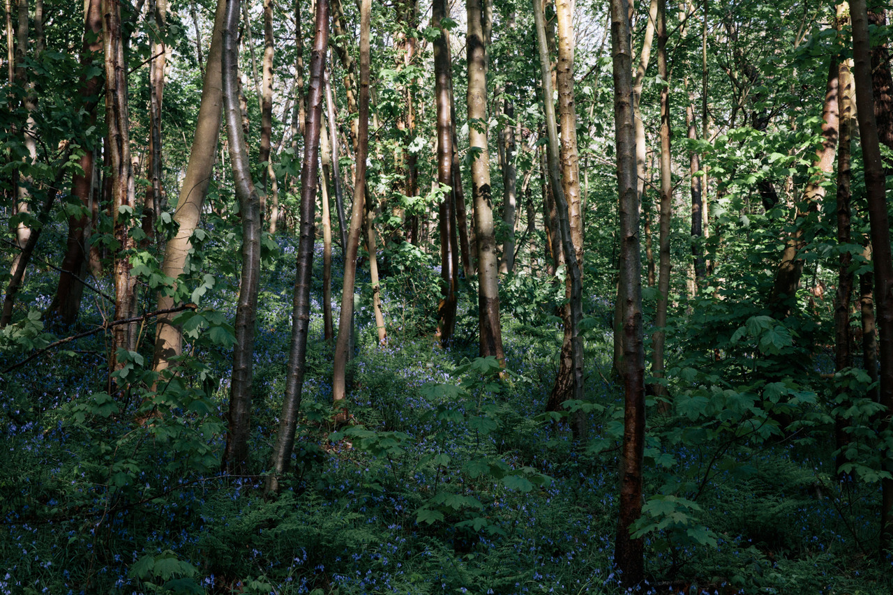 Vue d'une portion jeune d'une forêt centrée sur le sous-bois avec une strate herbacée luxuriante composée de très jeunes arbres aux feuilles vertes et de fleurs bleus qui créent un contraste avec les troncs de jeunes arbres beiges ou marrons éclatants.
