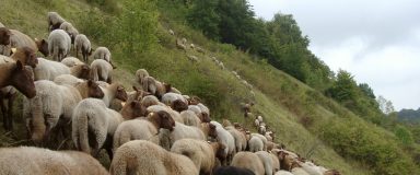 Vaches pâturant une prairie en pente