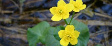 Photo de fleurs (caltha palustris)