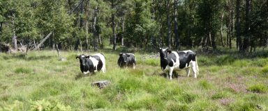 Vaches pâturant une zone humide