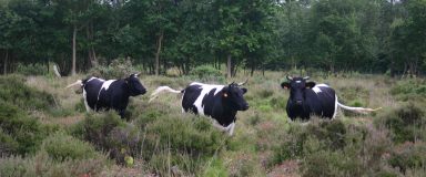 Vaches pâturant une zone humide avec des arbrisseaux