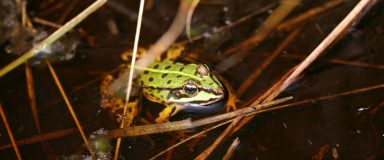 Photo d'une grenouille verte