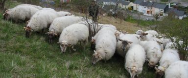Moutons pâturant une prairie en pente avec une ville en arrière-plan