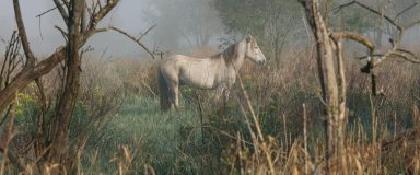Cheval camarguais dans une zone marécageuse