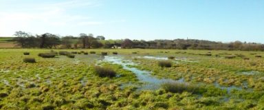 Paysage de zone humide